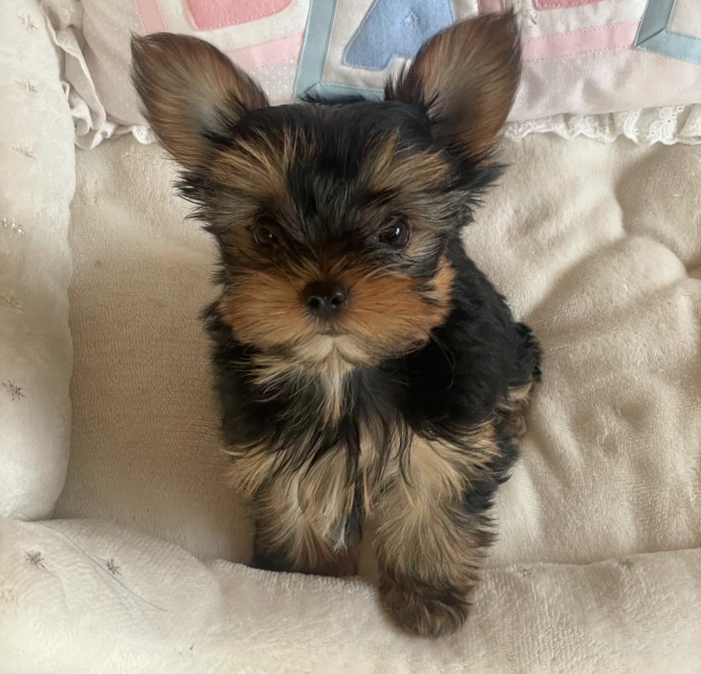 Kiro - Male Yorkie Puppy